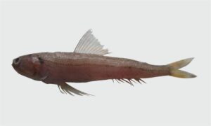 Bluntnose lizardfish - Votanak achila mach ( ভোতানাক আচিলা মাছ) - Trachinocephalus trachinus - Type: Bonyfish