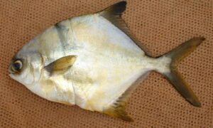 Shortfin pompano - Pompano mach (পম্পানো মাছ) - Trachinotus teraia - Type: Bonyfish