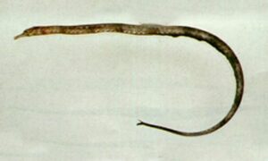 - - Trachyrhamphus serratus - Type: Bonyfish