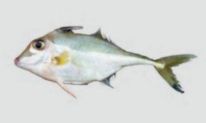 Short-nosed tripo dfish, Hollow snouted tripodfish - Vota tin kata mach (ভোতা তিন কাটা মাছ), Pan Biri sigaret (পান বিড়ি সিগারেট), Tekathi (তেকাঠি), Bocha Sukura (বোঁচা সুকুরা), Shuijya (সুইজ্যা) - Triacanthus biaculeatus - Type: Bonyfish