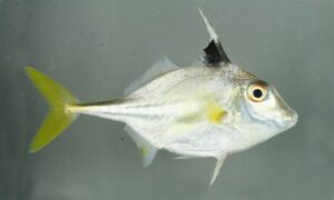 Silver tripodfish - Pan biri sigaret (পান বিড়ি সিগারেট), Tekathi ( তেকাঠি) - Triacanthus nieuhofii - Type: Bonyfish