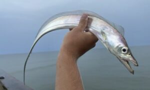 Largehead hairtail, Cutlassfish, Hairtail, Large-headed Ribbon Fish - Boromatha churi (বড়মাথা ছুরি), Chhuri machh (ছুরি মাছ), Rupapatia (রুপাপাতিয়া), Fita machh (ফিতা মাছ) - Trichiurus lepturus - Type: Bonyfish