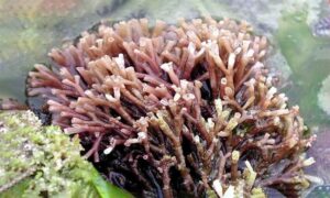 Not Known - Not Known - Tricleocarpa fragilis - Type: Seaweeds