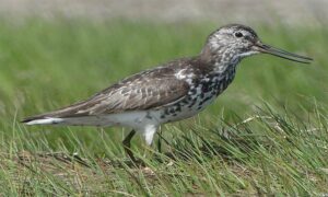 Green shank - Sabuj-pa Pakhi (সবুজ-পা পাখি) - Tringa guttifer - Type: Marine_birds