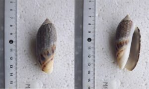 Droppings cowry - - Trona stercoraria - Type: Sea_snails