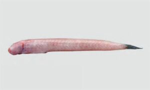 Burrowing goby - Sada cheowa (সাদা চেউয়া) - Trypauchen vagina - Type: Bonyfish
