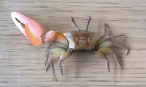 Rosy Fiddler Crab, Mangrove Crab. - Lal pa kakra (লাল পা কাঁকড়া) - Tubuca rosea - Type: Crab