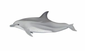 Indo-Pacific Bottlenose Dolphin - Botolnak dolphin (বোতলনাক ডলফিন) - Tursiops aduncus - Type: Dolphins