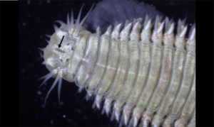 Clamworm - Nereis (নেরিস) - Tylonereis bogoyawlenskyi - Type: Fireworms