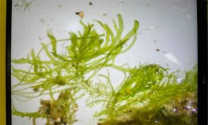 Stone hair - Not Known - Ulva clathrata - Type: Seaweeds