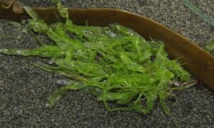 Green nori, tape weed,Thread weed, Tape weed - Not Known - Ulva compressa - Type: Seaweeds