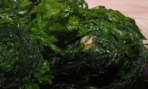 Winding nori - Not Known - Ulva flexuosa - Type: Seaweeds