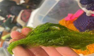 Stone Hair, Hallow-green nori, Gutweed - Not Known - Ulva intestinalis - Type: Seaweeds