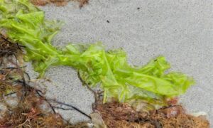 Sealettuce, Green laver,Sea Lettuce - Not Known - Ulva lactuca - Type: Seaweeds