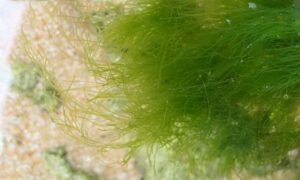 Suji-aonori (Japanese) - Not Known - Ulva prolifera - Type: Seaweeds