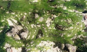 Ribbon sea lettuce - Not Known - Ulva reticulata - Type: Seaweeds