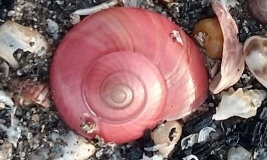 Common button top - Not Known - Umbonium vestiarium - Type: Zooplankton