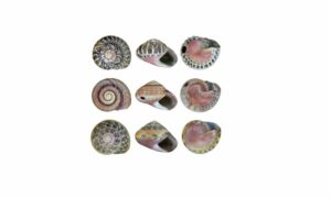 Costate button top - Shamuk (শামুক) - Umbonium moniliferum - Type: Sea_snails