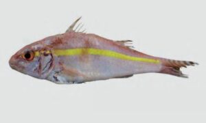 Goldband goatfish - Sonalidagi chagol mach (সোনালিদাগী ছাগল মাছ), Dora sonali bata (ডোরা সোনালী বাটা) - Upeneus moluccensis - Type: Bonyfish
