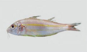 Sulphur goatfish, Beach goatfish, Yellow goatfish - Sonali bata (সোনালি বাটা), Holud sonali bata (হলুদ সোনালি বাটা), Tota bata (তোতা বাটা) - Upeneus sulphureus - Type: Bonyfish
