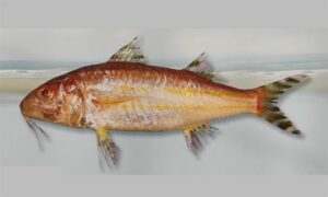 Long-fin goatfish - Choto narkheli mach (ছোট নারকেলি মাছ), Tota bata (তোতা বাটা), Sonali bata (সোনালি বাটা) - Upeneus supravittatus - Type: Bonyfish