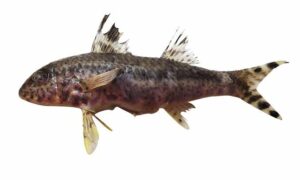 Freckled Goatfish, Bar-tail Goatfish, Blackstriped Goatfish, Spearnose Goatfish - সোনালি বাটা (Sonali bata), সাগল মাছ( Chagal Machh), Tota bata (তোতা বাটা) - Upeneus tragula - Type: Bonyfish