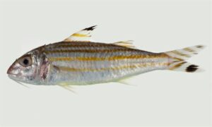 Yellowstriped goatfish - Holdedagi chagol mach (হলদে দাগি সাগল মাছ) - Upeneus vittatus - Type: Bonyfish