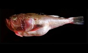Stargrazer - Tara gajar (তাঁরা গজার), Foton mach (ফোটন মাছ) - Uranoscopus guttatus - Type: Bonyfish