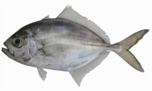 Whitemouth jack - Sadamukh chanda (সাদামুখ চাঁন্দা) - Uraspis uraspis - Type: Bonyfish