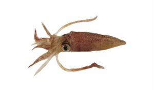 Indian squid - Nuilla (নুইল্লা) - Uroteuthis duvaucelii - Type: Squid