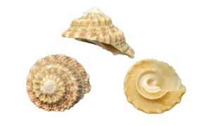 Buschs turban/star shell, long spined shell, Philippi's star shell - kata shamuk (কাটা শামুক) - Uvanilla buschii - Type: Sea_snails