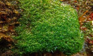 Not Known - Not Known - Valoniopsis pachynema - Type: Seaweeds