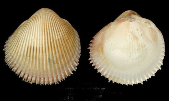 Asiatic cockle - Not Known - Vepricardium asiaticum - Type: Zooplankton