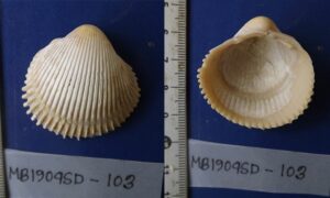 Asiatic cockle - Not known - Vepricardium coronatum - Type: Bivalve