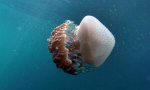 Jellyfish - Jellyfish (জেলিফিশ) - Versuriga anadyomene - Type: Jellyfish