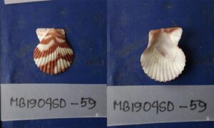 Tranquebarica Scallop - Taj chilon (তাজ ছিলন) - Volachlamys tranquebaria - Type: Bivalve