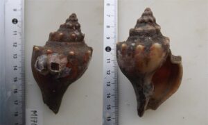 Spiral melongena, Winding stair shell - Lal kata shamuk (লাল কাটা শামুক) - Volegalea cochlidium - Type: Sea_snails