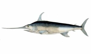 Swordfish, Broadbill, Broadbill swordfish - Talwar machh (তলোয়ার মাছ) - Xiphias gladius - Type: Bonyfish