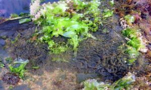 Not Known - Not Known - Xiphosiphonia pennata - Type: Seaweeds