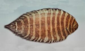 Zebra sole - Zebra pata mach (জেব্রা পাতা মাছ) - Zebrias altipinnis - Type: Bonyfish