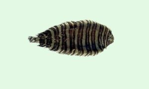 Zebra sole - Not known - Zebrias zebra - Type: Bonyfish