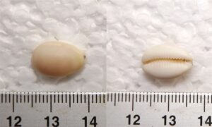 - - Zoila mariellae - Type: Sea_snails