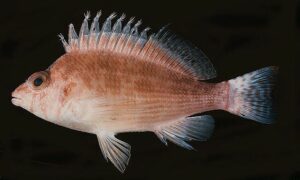 Hawkfish - Not Known - Cirrhitichthys bleekeri - Type: Bonyfish