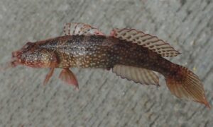 Maude's shrimpgoby - Baila (বাইলা) - Cryptocentrus maudae - Type: Bonyfish