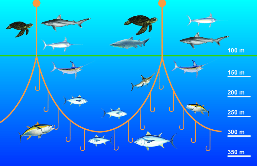 Deepsea long-line gear for fishing high-valued fish species | Download Scientific Diagram