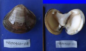 Bivalve: Meretrix lyrata