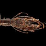 Longlegged spiny lobster - Lobster (লোবস্টার), Chhua Ichha (ছুয়া ইচা) - Panulirus longipes - Type: Lobster