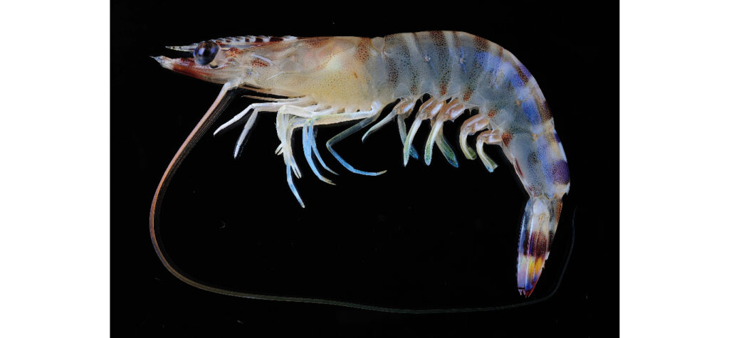 - - Penaeus pulchricaudatus - Type: Shrimp
