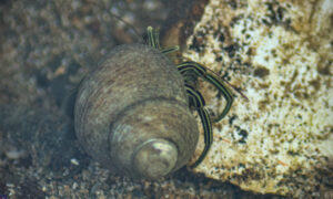 Hermit crabs - Not Known - Clibanarius padavensis - Type: Crab