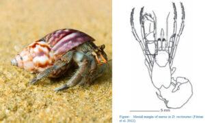 Hermit crabs - Not Known - Diogenes rectimanus - Type: Crab